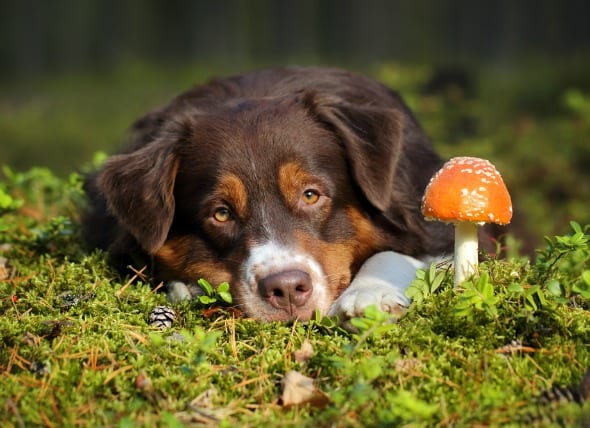 Mushroom Supplements for Dogs
